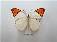 藏品(橙端粉蝶)的圖片